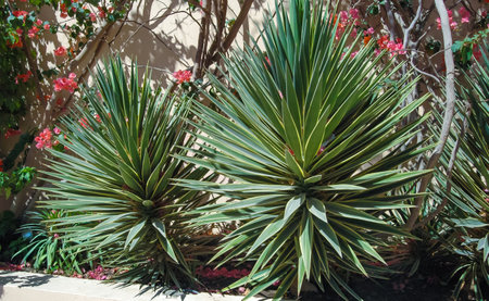 Yucca aloefolia in the interior of a garden in a hotel courtyard in Hurghada, Egyptの写真素材