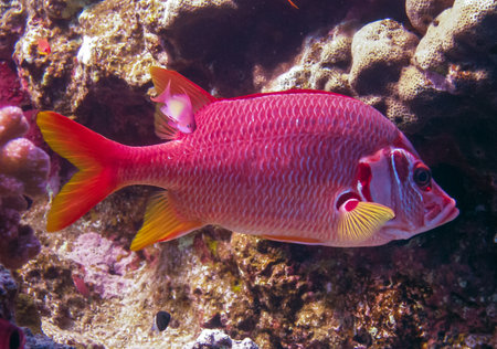 Saber squirrelfish (Sargocentron spiniferum), fish hiding in corals on a reef in the Red Sea, Egyptの写真素材