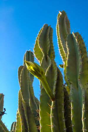 Blooming cacti Cereus sp. in the interior of a hotel garden in Hurghada, Egyptの写真素材