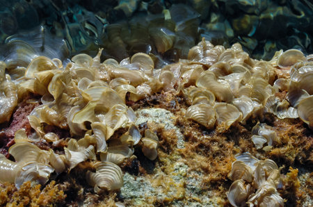 Brown algae Peacock's Tail (Padina pavonica) in shallow waterの写真素材