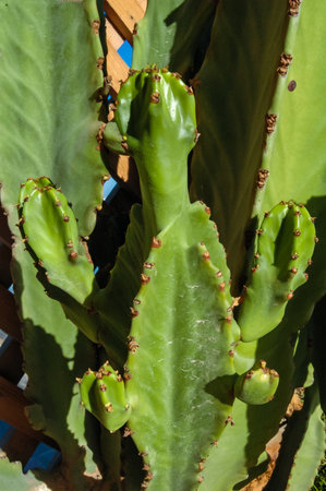 Blooming cacti Cereus sp. in the interior of a hotel garden in Hurghada, Egyptの写真素材