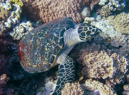 Hawksbill sea turtle (Eretmochelys imbricata) Eats Soft Corals on the Reef Elphinstone, Red Sea, Egyptの写真素材