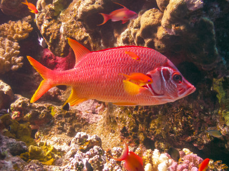 Saber squirrelfish (Sargocentron spiniferum), fish hiding in corals on a reef in the Red Sea, Egyptの写真素材