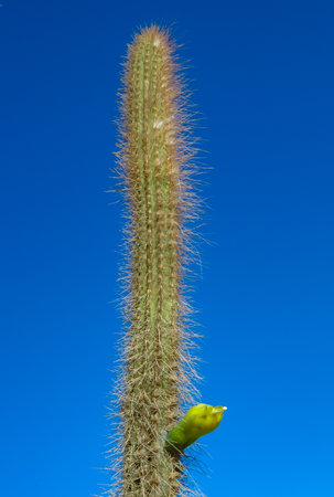 Blooming cacti Cereus sp. in the interior of a hotel garden in Hurghada, Egyptの写真素材