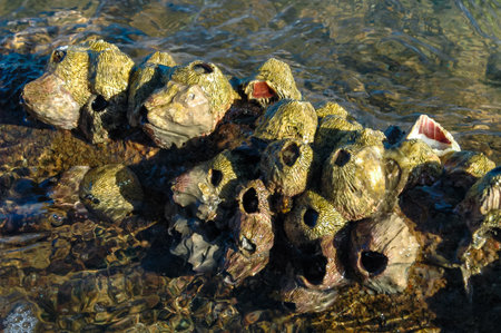 Ribbed Barnacle - Tetraclita stalactifera, Fouling of rocks in the Red Sea, Egyptの写真素材