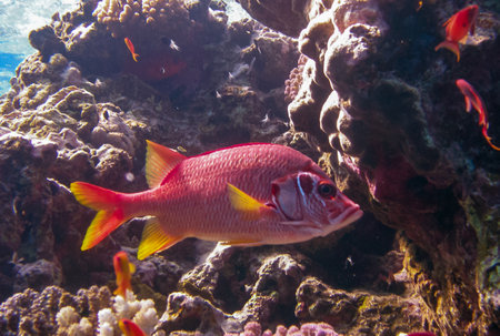 Saber squirrelfish (Sargocentron spiniferum), fish hiding in corals on a reef in the Red Sea, Egyptの写真素材
