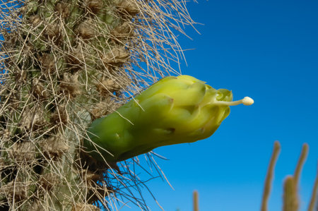 Blooming cacti Cereus sp. in the interior of a hotel garden in Hurghada, Egyptの写真素材