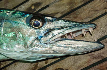 Great barracuda with sharp teeth, Red Sea, Egyptの写真素材