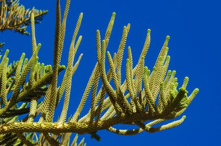 Araucaria excelsa is a member of the Araucariaceae, Egyptの写真素材