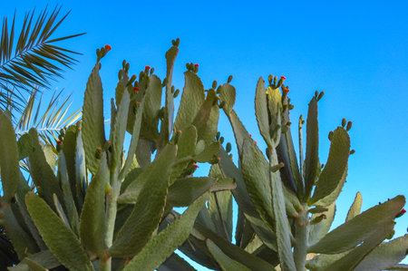 Blooming cacti Cereus sp. in the interior of a hotel garden in Hurghada, Egyptの写真素材