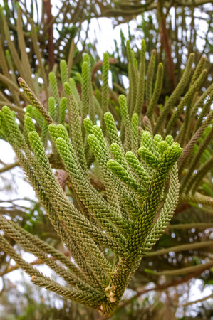 Araucaria excelsa is a member of the Araucariaceaeの写真素材