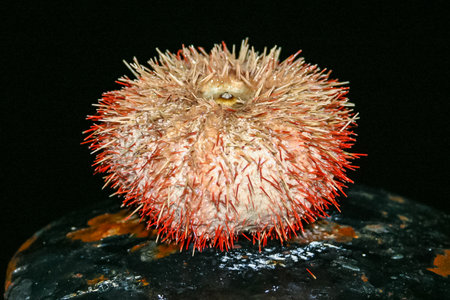 Sea urchin from the Red Sea, Egyptの写真素材