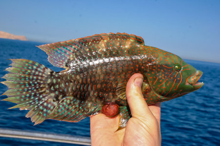 Cheek-lined Wrasse (Oxycheilinus digramma), caught fish in hand, Red Sea, Egyptの写真素材