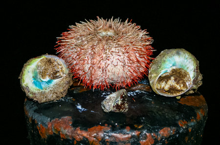 Sea urchin and Trochus gastropod from the Red Sea, Egyptの写真素材