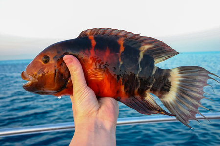 The red-breasted wrasse (Cheilinus fasciatus), caught against the backdrop of the Red Seaの写真素材