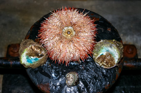 Sea urchin and Trochus gastropod from the Red Sea, Egyptの写真素材