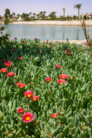 Malephora crocea - flowering succulent plants in open ground on the territory of a hotel in Hurghada, Egyptの写真素材