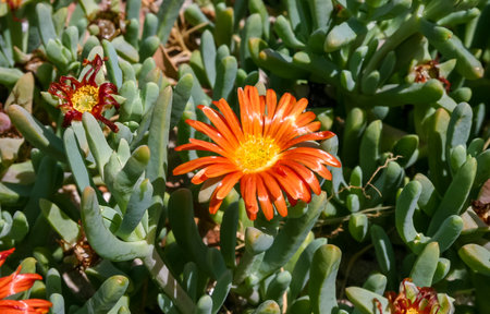 Malephora crocea - flowering succulent plants in open ground on the territory of a hotel in Hurghada, Egyptの写真素材
