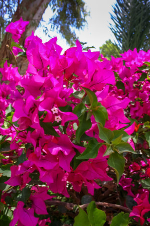 Bougainvillea spectabilis - flowering plant in the courtyard of a hotel on the shores of the Red Sea, Egyptの写真素材