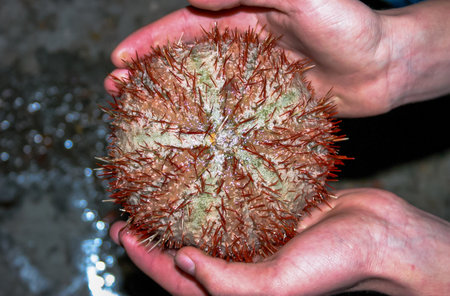 Sea urchin from the Red Sea, Egyptの写真素材