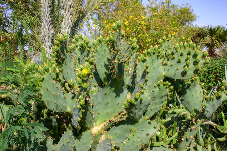 Yellow prickly pear cactus Opuntia sp. flower in the courtyard of a hotel on the shores of the Red Sea, Egyptの写真素材