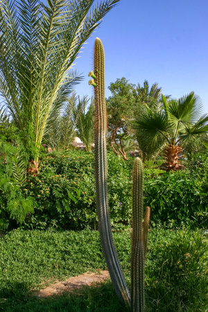 Blooming cacti and various tropical plants in the interior of a hotel garden in Hurghada, Egyptの写真素材