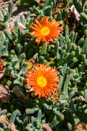Malephora crocea - flowering succulent plants in open ground on the territory of a hotel in Hurghada, Egyptの写真素材