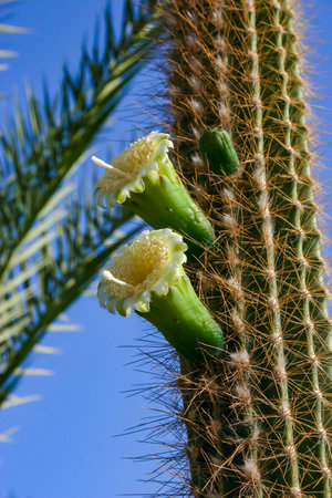 Blooming cacti and various tropical plants in the interior of a hotel garden in Hurghada, Egyptの写真素材