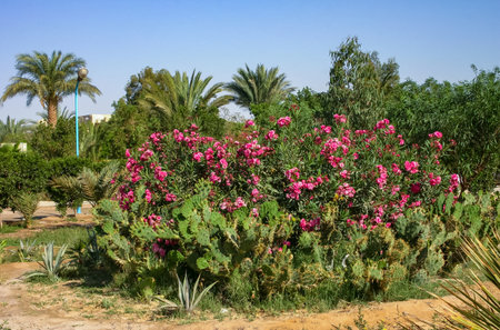 Blooming cacti and various tropical plants in the interior of a hotel garden in Hurghada, Egyptの写真素材