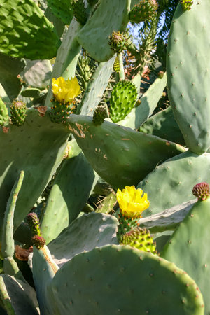 Yellow prickly pear cactus Opuntia sp. flower in the courtyard of a hotel on the shores of the Red Sea, Egyptの写真素材