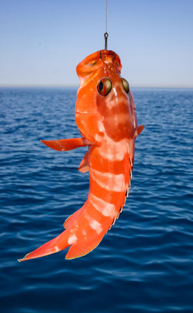 Epinephelus sp. - A fish caught in the Red Sea hangs on a fishing line against the background of the sea, Red Sea, Egyptの写真素材