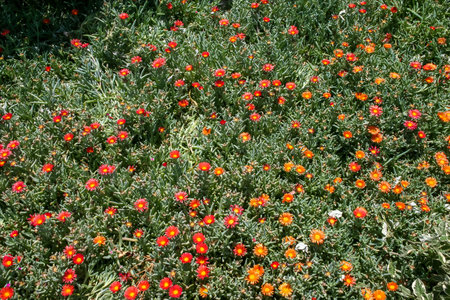 Malephora crocea - flowering succulent plants in open ground on the territory of a hotel in Hurghada, Egyptの写真素材