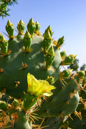 Yellow prickly pear cactus Opuntia sp. flower in the courtyard of a hotel on the shores of the Red Sea, Egyptの写真素材