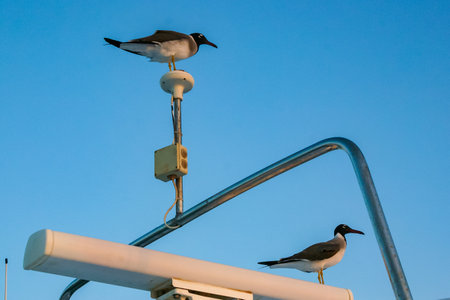 Ichthyaetus leucophthalmus - birds rest on the antenna of a yacht in the Red Seaの写真素材