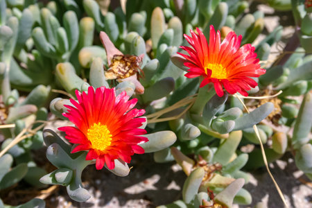 Malephora crocea - flowering succulent plants in open ground on the territory of a hotel in Hurghada, Egyptの写真素材