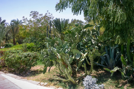Different types of prickly cacti in a flowerbed in the courtyard of a hotel on the shores of the Red Sea, Egyptの写真素材