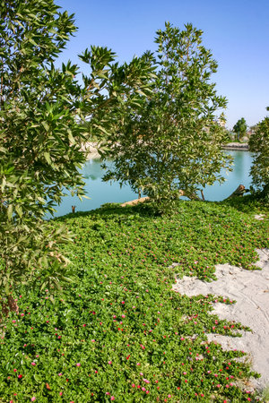 Blooming succulent plants in the interior of a garden in Hurghada, Egyptの写真素材