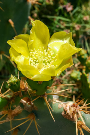 Yellow prickly pear cactus Opuntia sp. flower in the courtyard of a hotel on the shores of the Red Sea, Egyptの写真素材
