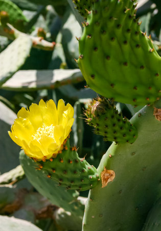 Yellow prickly pear cactus flower in the courtyard of a hotel on the shores of the Red Sea, Egyptの写真素材