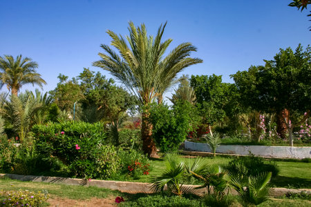 Various tropical plants in the interior of a hotel garden in Hurghada, Egyptの写真素材
