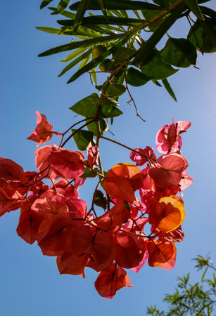 Bougainvillea spectabilis - flowering plant in the courtyard of a hotel on the shores of the Red Sea, Egyptの写真素材