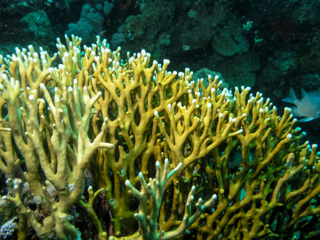 Millepora squarrosa, Underwater landscape, coral reef with many tropical fish of different species against the backdrop of blue water. Red Seaの写真素材
