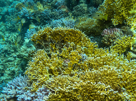 Millepora squarrosa, Underwater landscape, coral reef with many tropical fish of different species against the backdrop of blue water. Red Seaの写真素材