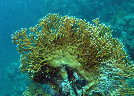 Millepora squarrosa, Underwater landscape, coral reef with many tropical fish of different species against the backdrop of blue water. Red Seaの写真素材