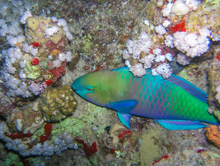 Bullethead Parrotfish (Chlorurus sordidus), tropical fish among soft corals in the Red Seaの写真素材