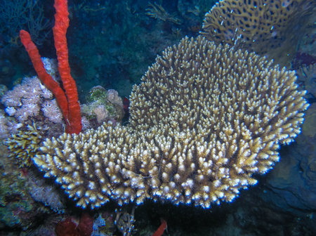 Acropora variabilis - table coral on a reef in the Red Seaの写真素材