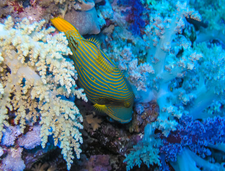 Balistapus undulatus - Coral fish among soft and calcareous corals on a rock underwater, Egypt Red Seaの写真素材