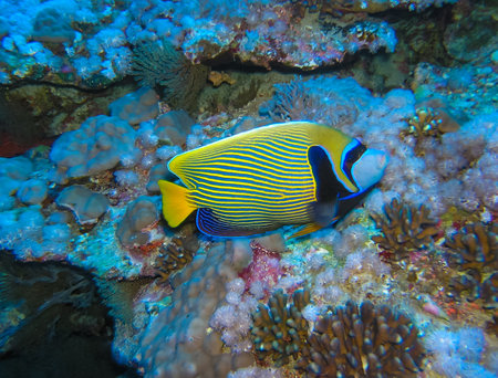 Chaetodon xanthurus - tropical fish on a coral reef in the Red Sea, Egyptの写真素材