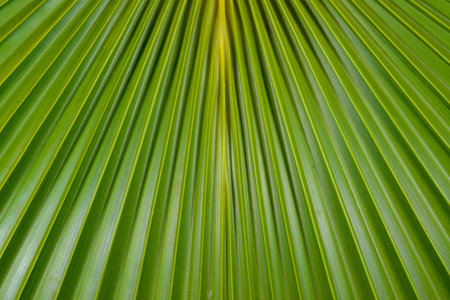 A close-up photograph of a vibrant green palm leaf, highlighting its natural textures and linear patterns. Green palm fronds or fan palm leaf. Linear stripes and veins create a textured, abstract pattern