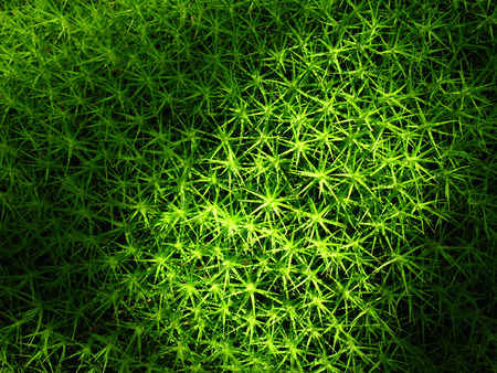 green mossの写真素材